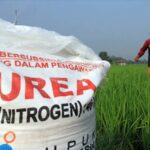 Petani Menjerit, kadis pertanian Bulukumba sebut kuota pupuk berkurang hingga 50 persen 