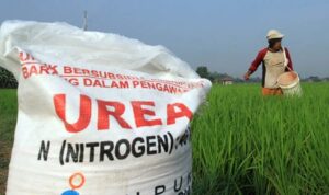 Petani Menjerit, kadis pertanian Bulukumba sebut kuota pupuk berkurang hingga 50 persen 
