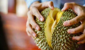 44381 ilustrasi durian buah durian envato elements