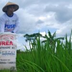 Pupuk subsidi langka, harga beras meroket