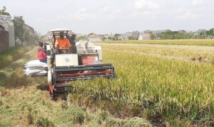 14 mesin panen padi e1571038377631