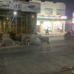 Sapi yang berkeliaran di dalam kota Bulukumba diduga ada milik oknum anggota polisi