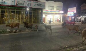 Sapi yang berkeliaran di dalam kota Bulukumba diduga ada milik oknum anggota polisi