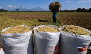 Harga gabah petani di Bulukumba terus turun 