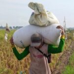 Harga Gabah Anjlok Ditengah Mahalnya Beras di Bulukumba