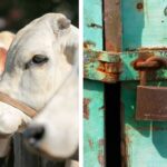 Marak aksi pencurian di Bulukumba, mulai ternak hingga rumah kosong