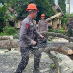 Brimob Bone Gerak Cepat Evakuasi Pohon Tumbang di Poros Bone Wajo 
