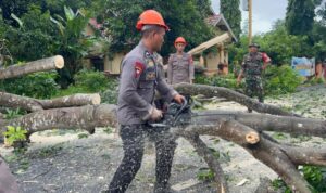 Brimob Bone Gerak Cepat Evakuasi Pohon Tumbang di Poros Bone Wajo 