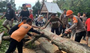 Pulang Patroli Laut, Brimob Bone evakuasi pohon tumbang di Apala