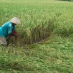 Padi Roboh, Petani di Bulukumba Panen Lebih Awal, Harga gabah Turun 