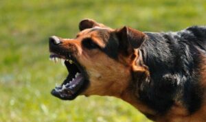 ilustrasi anjing menggonggong