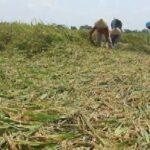 Tanaman padi roboh, Petani di Bulukumba terancam rugi