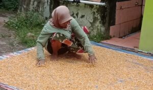 Petani di Bulukumba Keluhkan Harga Jagung Rp 3.800 Per Kilogram