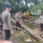Tim SAR Brimob Bone Evakuasi Pohon Tumbang di Poros Bone Makassar 