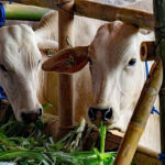 Pedagang Sapi di Bantaeng ini Akui Untung Banyak Berkat Asuransi Peternakan 