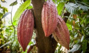 5 Negara Penghasil Biji Kakao Terbesar Di Dunia 1 1024x675 1