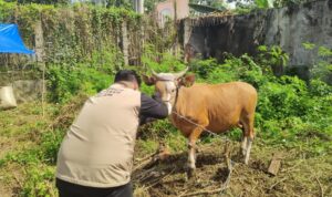 Brimob Bone Bekerja Dinas Peternakan dan Kesehatan Hewan Periksa Sapi untuk Kurban 