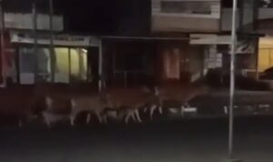 Sapi Masih Bebas Berkeliaran Dalam Kota, Ancam Nyawa Pengendara