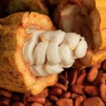 Harga Biji Kakao di Bulukumba Turun