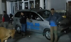 Satpol PP Bulukumba Operasi Ternak Liar Dalam Kota Sampai Dini Hari