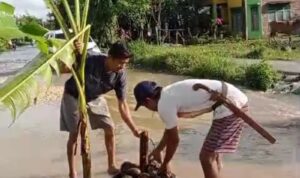 Empat Tahun Jalan Rusak Tak Diperbaiki, Warga Bijawang Tanam Pisang di Tengah Jalan