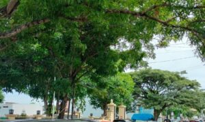 Waspada,160 Pohon Dalam Kota Bulukumba Rawan Tumbang