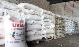 Diduga ada oknum penyalur pupuk bersubsidi di Bulukumba Mainkan Harga