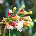 Petani Prediksi Puncak Musim Panen Cengkeh di Bulukumba Bulan Agustus 