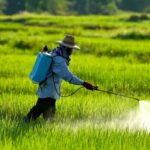 Petani di Bulukumba Keluhkan Harga Pembasmi Rumput Alami Kenaikan