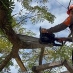 Brimob Bone Evakuasi Pohon Lapuk Di Depan Kampus Universitas Andi Sudirman