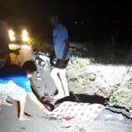 Breaking News: Tabrak Sapi, Pengendara Motor Di Desa Tanah Harapan Tewas Ditempat