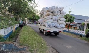 Mobil Angkutan Daun Cengkih Over Kapasitas Di Bulukumba Kembali Dikeluhkan