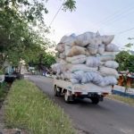 Mobil Pengangkut Daung Cengkeh Kembali Dikeluhkan, Warga: Muatannya Over Kapasitas