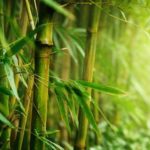 Warga Dampang Tewas Saat Tebang Pohon Bambu Di Desa Balibo Kindang 