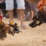 Selalu Digerebek, Judi Sabung Ayam Di Bulukumba Diduga Tetap Tumbuh Subur