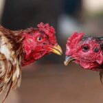 Di Kindang Judi Sabung Ayam Digerebek Polisi, Kajang Dan Bulukumpa Diduga Bebas Beroperasi