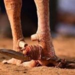 Lagi-lagi Polisi Tak Bisa Amankan Pelaku Judi Sabung Ayam Saat Penggerebekan Di Bulukumba