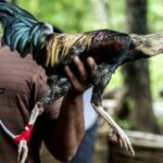 Judi Sabung Ayam Di Bulukumba Marak Lagi Selama Ramadan