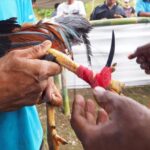 Ramadan, Sejumlah Lokasi Judi Sabung Ayam Di Bulukumba Diduga Beroperasi lagi