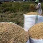 Petani Bulukumba Menjerit, Harga Gabah Di Terus Turun, Tengkulak Disebut Jadi Biang Kerok