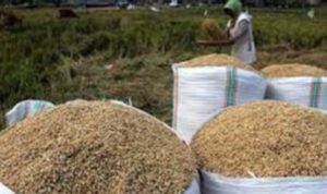 Petani Bulukumba Menjerit, Harga Gabah Di Terus Turun, Tengkulak Disebut Jadi Biang Kerok