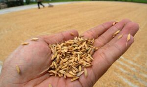 Petani Protes Harga Gabah Di Bulukumba Anjlok Dari Harga Rp6.500 Menjadi Rp6.300 Perkilogram