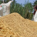 Ada Tengkulak Di Bulukumba Potong 10 Kilogram Gabah Petani Per Karung Saat Di Beli