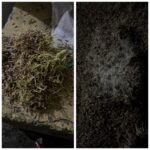 Selamatkan Petani, 30 Ton Gabah Pedagang Di Bulukumba Rusak