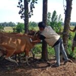 Puluhan Sapi Warga Di Desa Bontonyeleng Terindikasi PMK