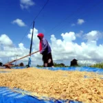 Harga Gabah di Bulukumba Rp6.500.00, Kering Rp7.500.00 perkilogram