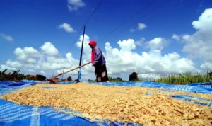 Jemur Gabah 130420 sb 15 1.jpg copy 800x458