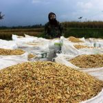 Soal Gabah, Puluhan Pedagang dan Petani Di Bulukumba Akan Kepung Gedung DPRD Hari ini