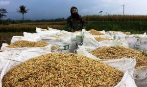 Soal Gabah, Puluhan Pedagang dan Petani Di Bulukumba Akan Kepung Gedung DPRD Hari ini
