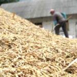 Dinilai Merugikan Petani, Aktivis Akan Demo Kantor Bulog Bulukumba